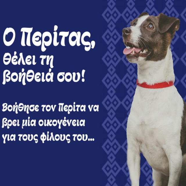 Nέα ιστοσελίδα του Δήμου Βέροιας για την υιοθεσία αδέσποτων σκύλων